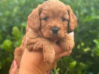 Cavapoo dogs Gorgeous Cavapoo - Advert 1