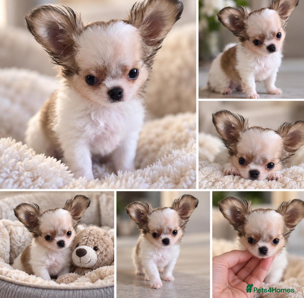 Chihuahua dogs Kcreg long coat boy - Advert 1