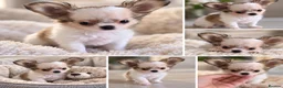 Chihuahua dogs for sale: SOLD  - Advert 1