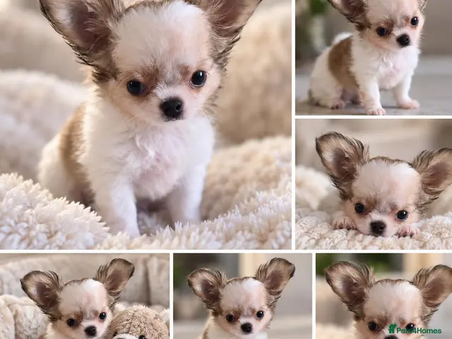 Chihuahua dogs for sale: SOLD - Advert 1