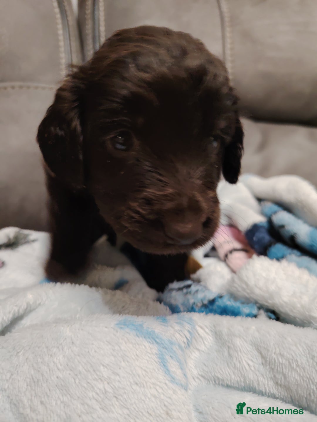 Cockapoo dogs for sale: Cockapoo puppies f2 - Image 1
