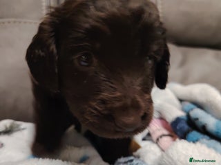 Cockapoo dogs - Advert 30