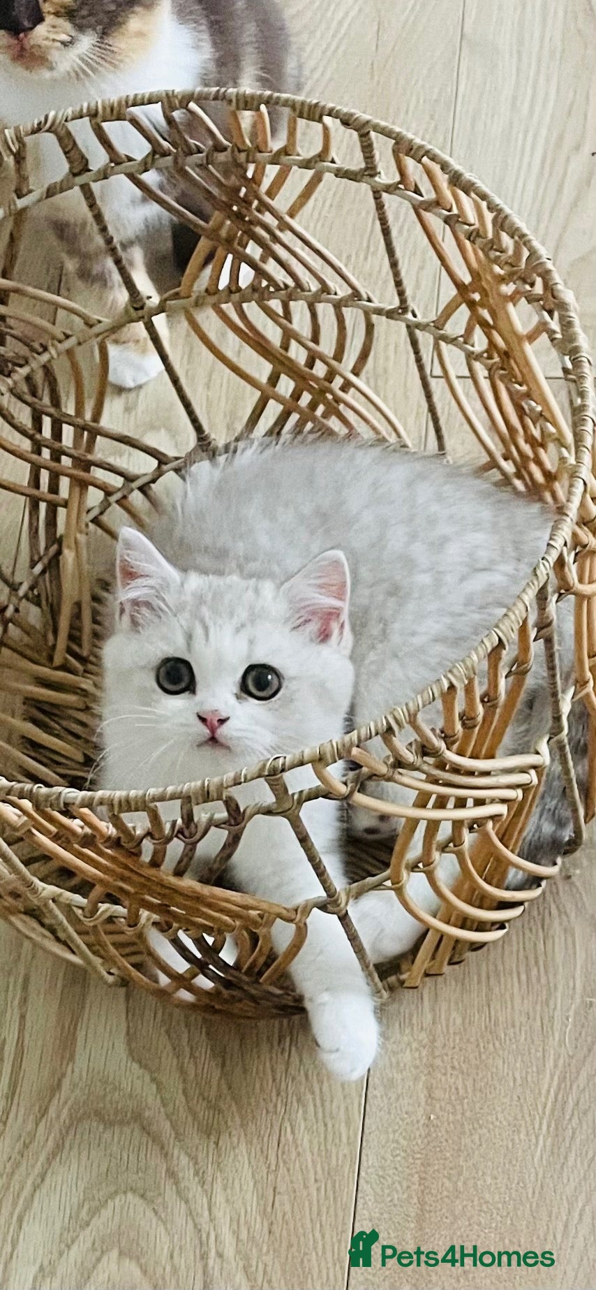 British Shorthair cats 💥 REDUCED DUE TO MOVE 💥Last Beautiful BSH Male  - Advert 1