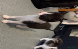 Domestic Shorthair cats for sale: 4 DSH kittens for sale - Image 12