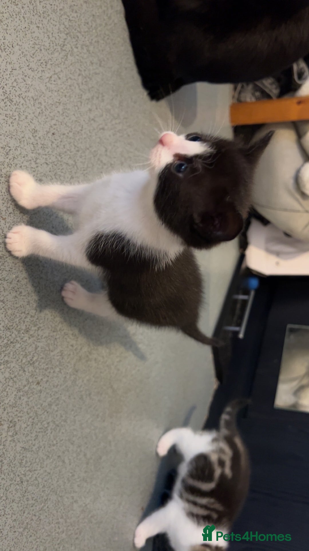 Domestic Shorthair cats for sale: 4 DSH kittens for sale - Image 12