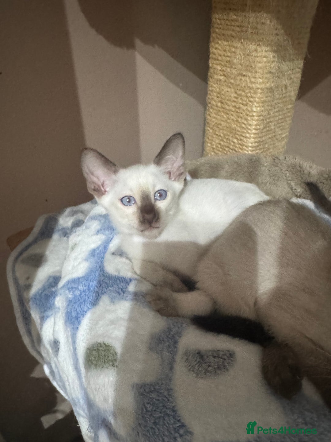 Siamese cats for sale: 6 cute Siamese kittens available  - Image 9