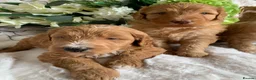 Australian Labradoodle dogs for sale: DNA TESTED AUSTRALIAN LABRADOODLE PUPPIES  - Advert 9