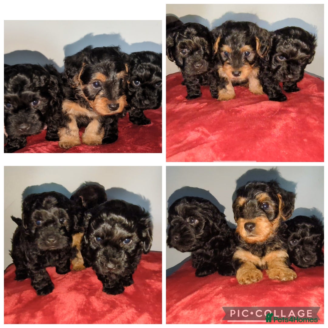Yorkiepoo dogs for sale: Adorable Yorkiepoo puppies - Advert 1