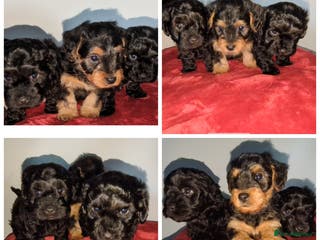 Yorkiepoo dogs Adorable Yorkiepoo puppies - Advert 5