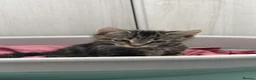 Mixed Breed cats for sale: Male kitten READY TO LEAVE  - Advert 1