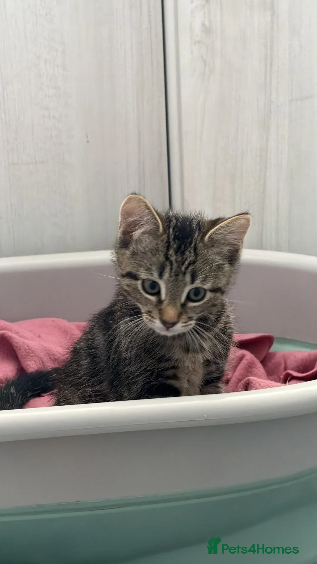 Mixed Breed cats for sale: Male kitten READY TO LEAVE  - Advert 1