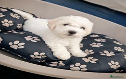 Bichon Frise dogs for sale: Bichon puppy's  - Image 1