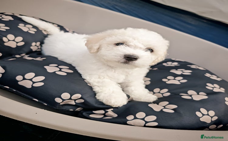 Bichon Frise dogs - Advert 3