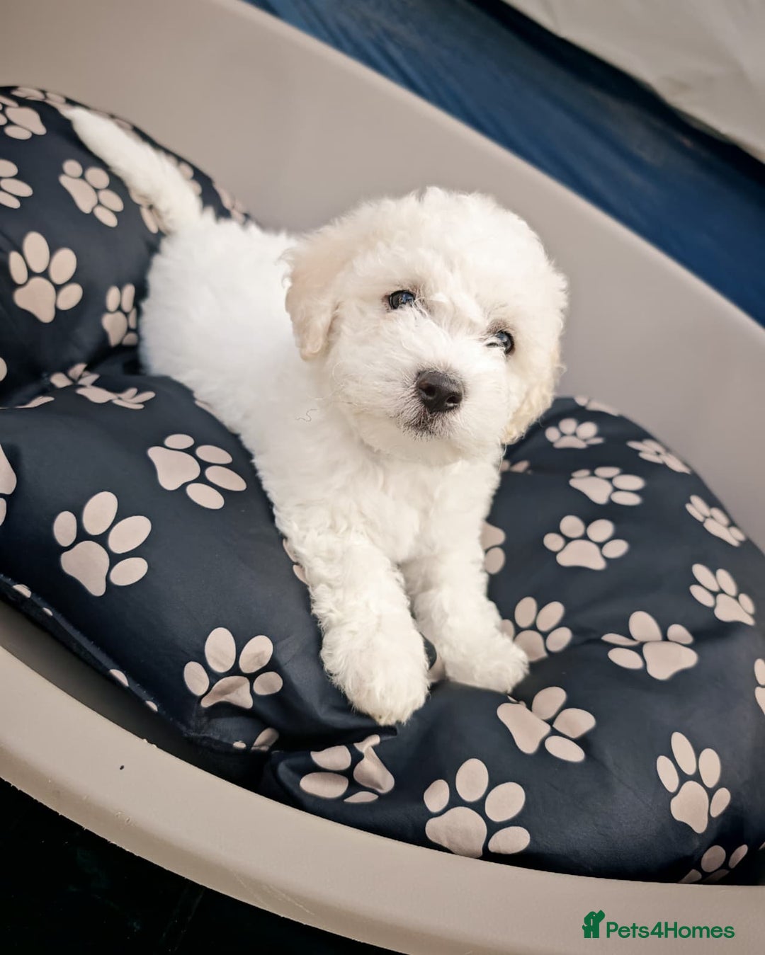 Bichon Frise dogs for sale: Bichon puppy's  - Image 1