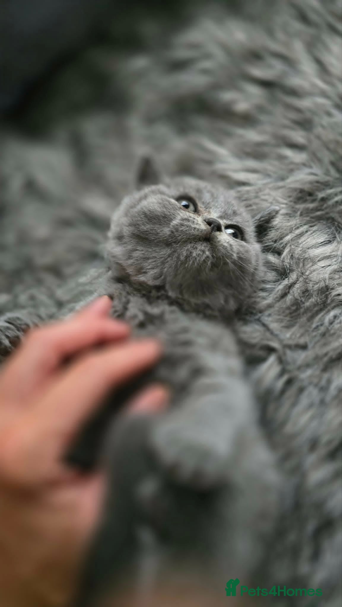British Shorthair cats Little British shorthair kittens  - Advert 17