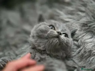 British Shorthair cats Little British shorthair kittens - Advert 17