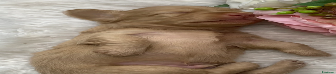 Miniature Dachshund Puppy 1