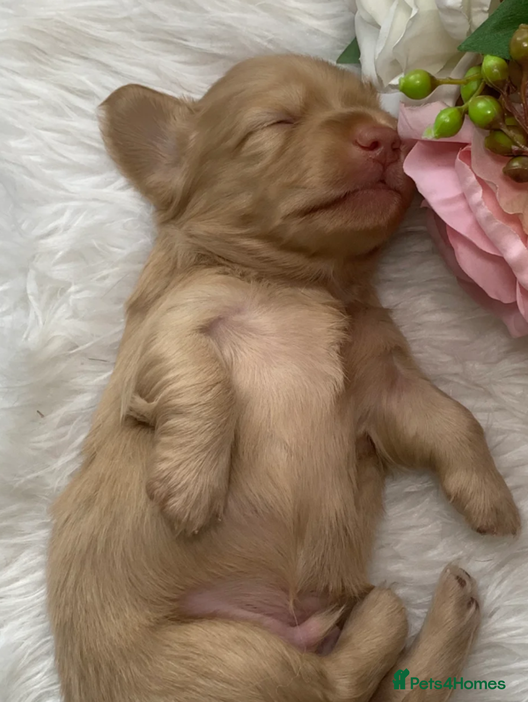 Miniature Dachshund dogs for sale: Cream Miniature Long-Haired Dachshund Puppies - Image 12