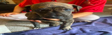Lurcher 2