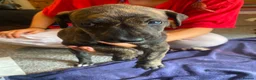 Lurcher dogs for sale: Beautiful Brindle puppies - Advert 15