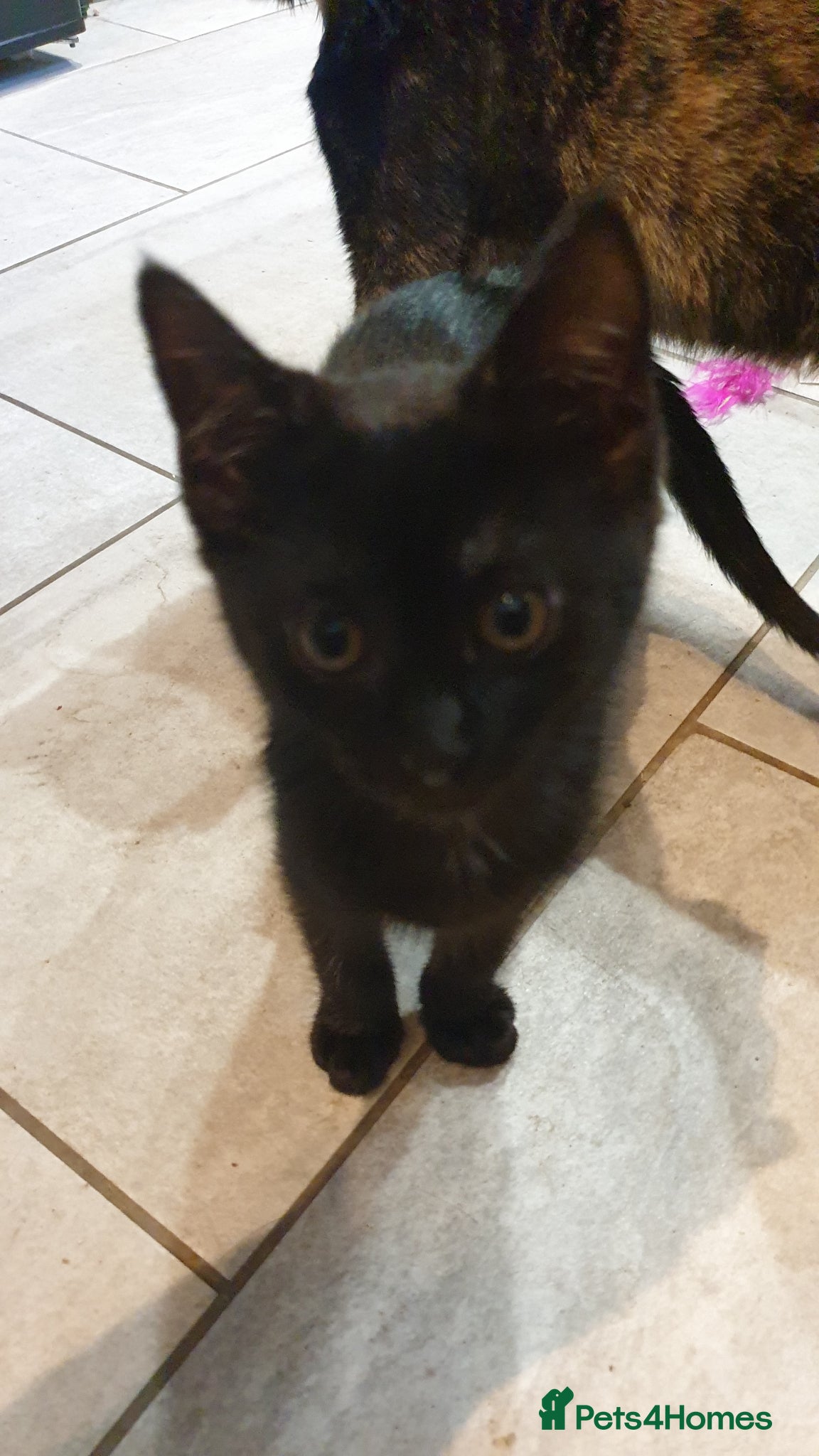 Mixed Breed cats for sale: 4 female kittens  - Advert 8