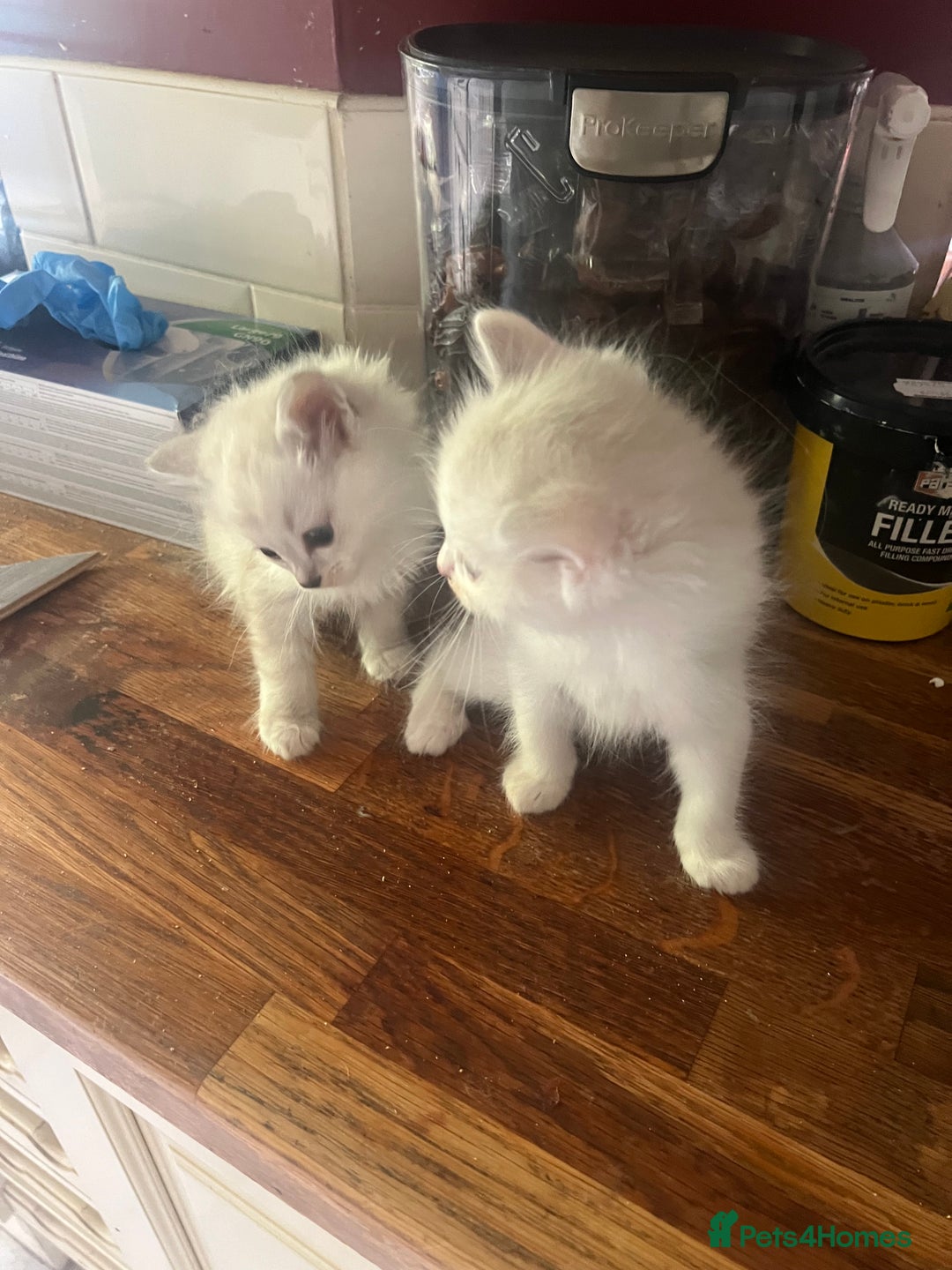 Ragdoll cats for sale: Persian ragdoll - Image 22
