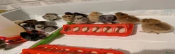 Chickens poultry for sale: Silkie chicks  - Advert 7