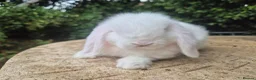 Mini Lop rabbits for sale: 🍓Gorgeous mini lop babies 🍓 - Advert 14