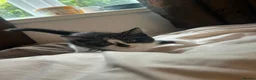Mixed Breed cats for sale: 4 playful kittens ready to find their forever home - Advert 14