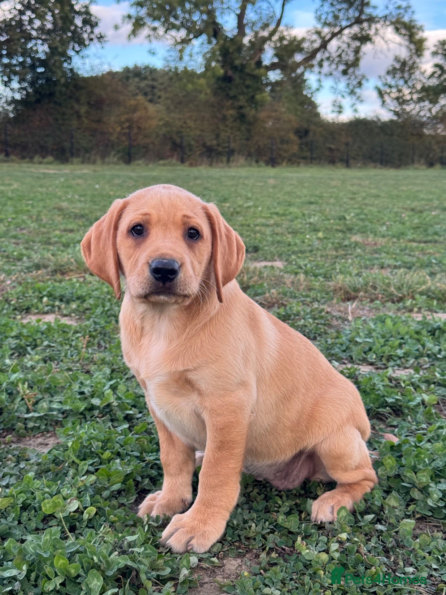 Labrador Retriever dogs KC Labrador Girl - parents health tested Dad 0/0 - Advert 1