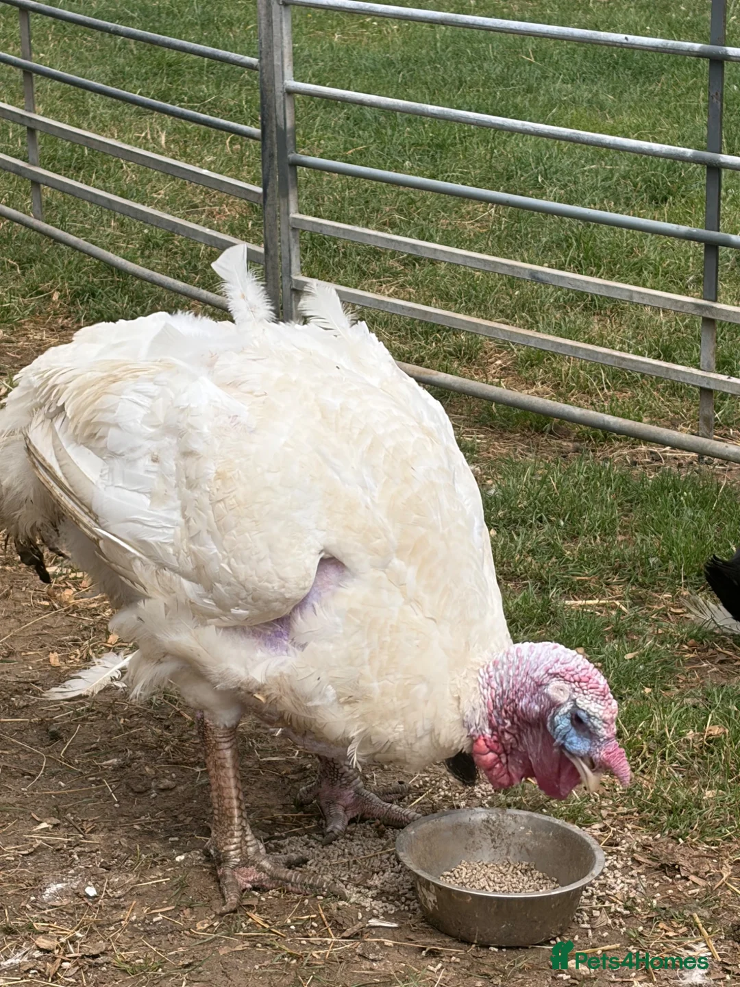 Turkeys poultry for sale: Terry the turkey  - Advert 2