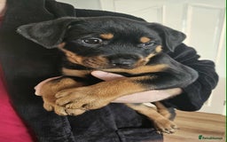 Mixed Breed dogs for sale: Rottweiler x American Staffy Puppies - Image 15