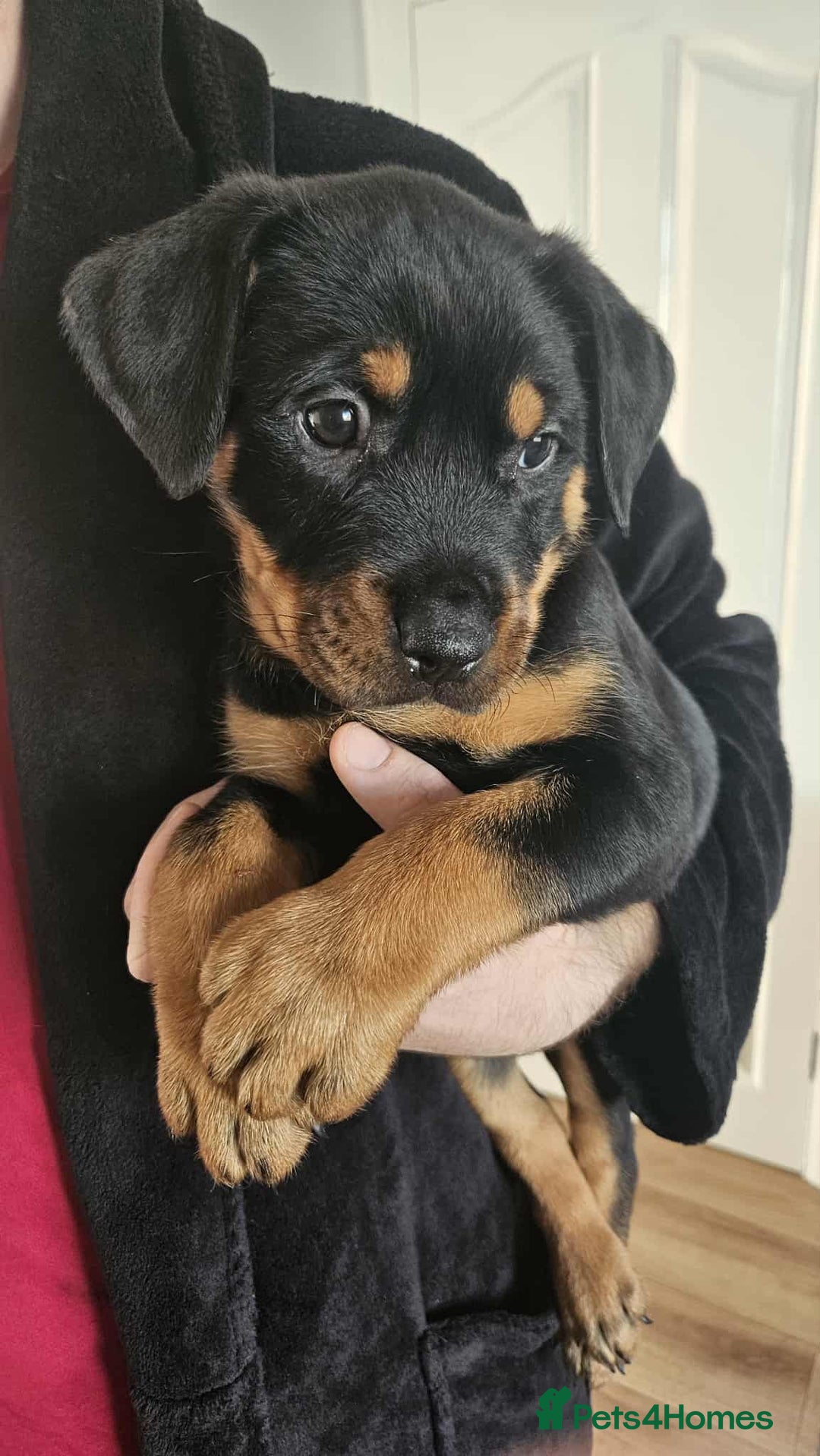 Mixed Breed dogs for sale: Rottweiler x American Staffy Puppies - Image 15