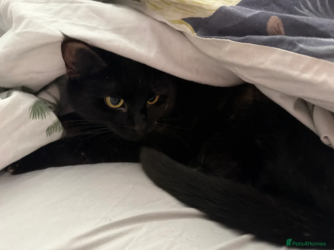 Mixed Breed cats for sale: Beautiful almost 3 year old Cat - Advert 4