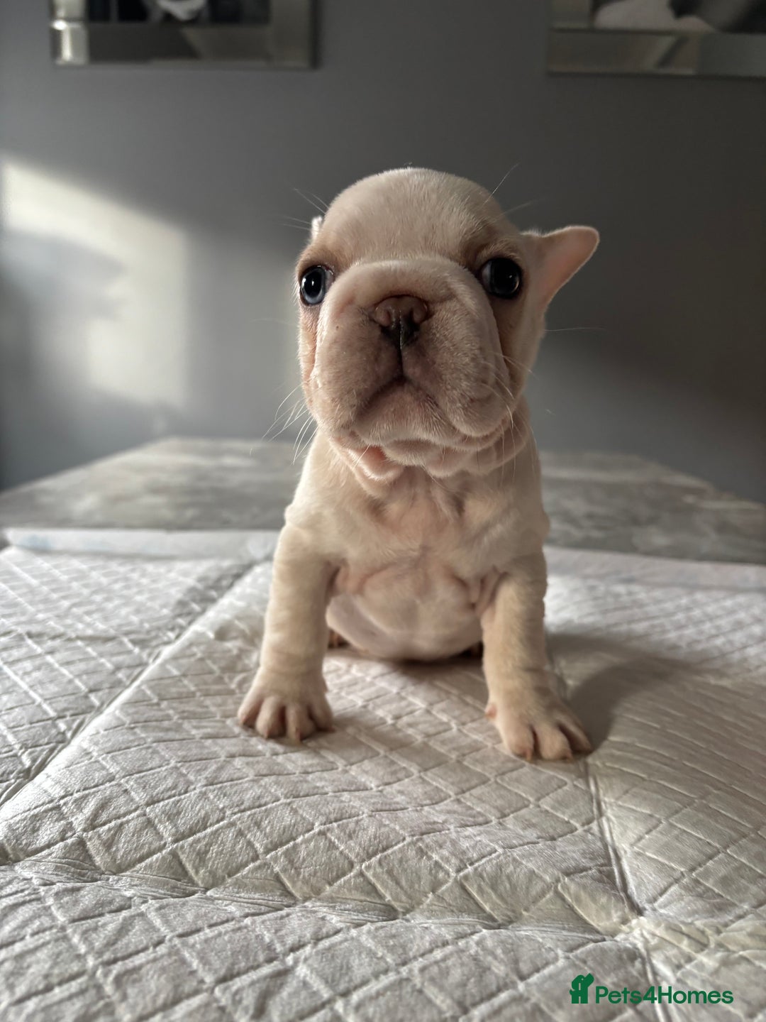 French Bulldog dogs for sale:  French bulldogs  - Advert 3