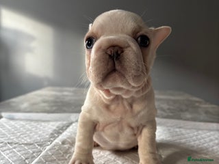 French Bulldog dogs - Advert 12
