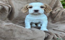 Cocker Spaniel dogs for sale: Gorgeous kc registered cocker spaniel puppies - Image 4
