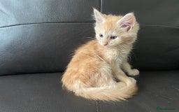 Maine Coon cats for sale: Maine Coon Cross Kittens  - Image 26