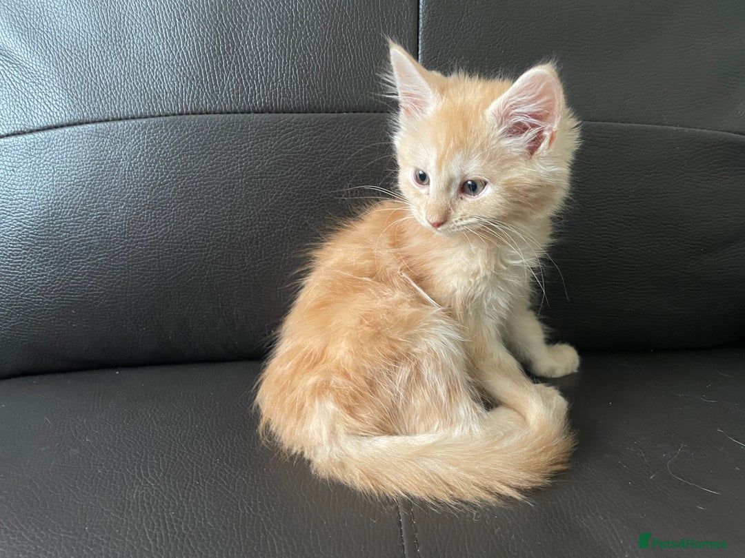 Maine Coon cats for sale: Maine Coon Cross Kittens  - Image 26