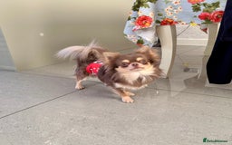 Chihuahua dogs for sale: 💜 Stunning KC lilac and tan male Chihuahua 💜  - Image 5