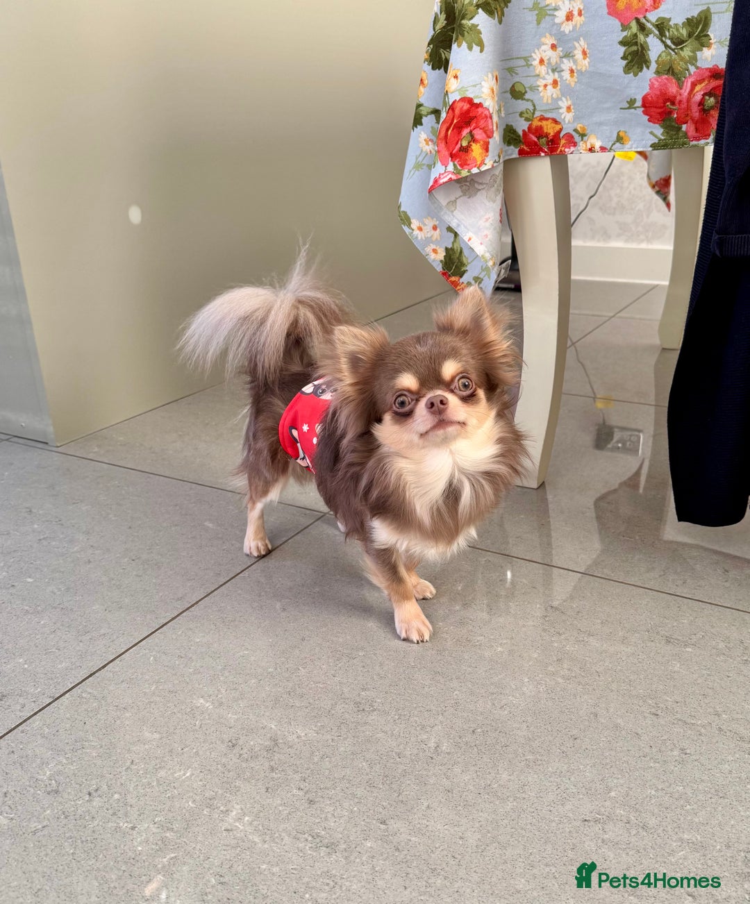 Chihuahua dogs for sale: 💜 Stunning KC lilac and tan male Chihuahua 💜  - Image 5