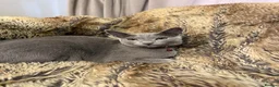 Russian Blue cats for sale: Bonded Pair of 1-Year-Old Male Russian Blue Cats - Advert 7