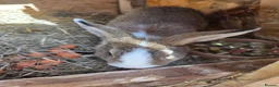 Mixed Breed rabbits for sale: Bunnies in Boldon Colliery - Advert 18