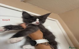 Maine Coon cats for sale: Gorgeous maine coon kittens  - Image 17