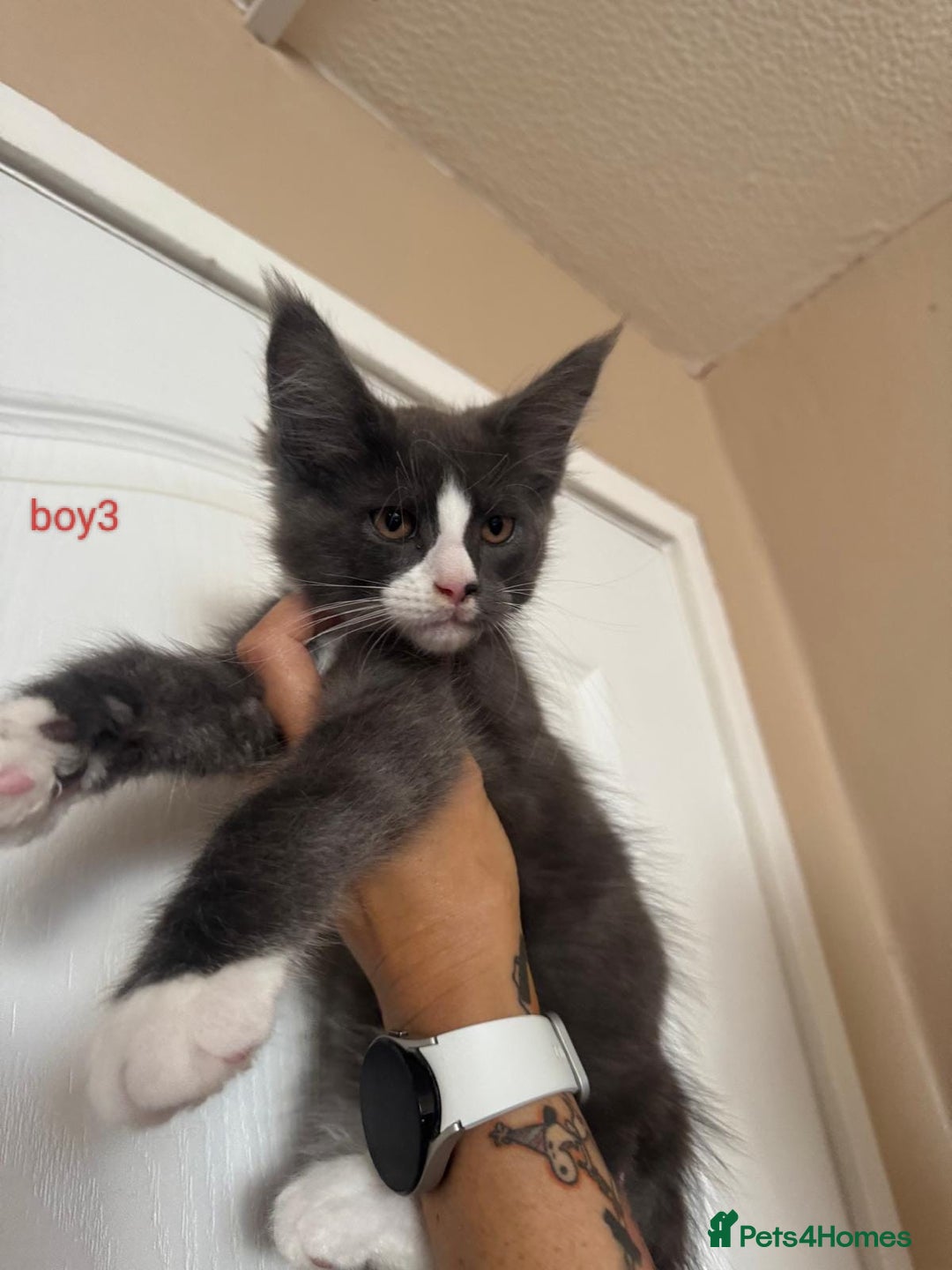 Maine Coon cats for sale: Gorgeous maine coon kittens  - Image 17