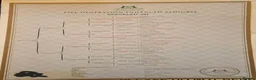 Pointer dogs for sale: ENGLISH POINTERS in Huntly - Advert 3