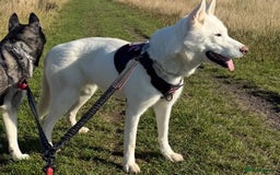 Siberian Husky dogs for sale: Beautiful husky puppies expected - Image 3