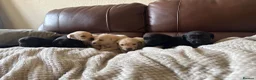 Labrador Retriever dogs for sale: Labrador puppies - Advert 12