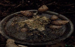 Snails invertebrates for sale: Giant African Land Snails - Image 3