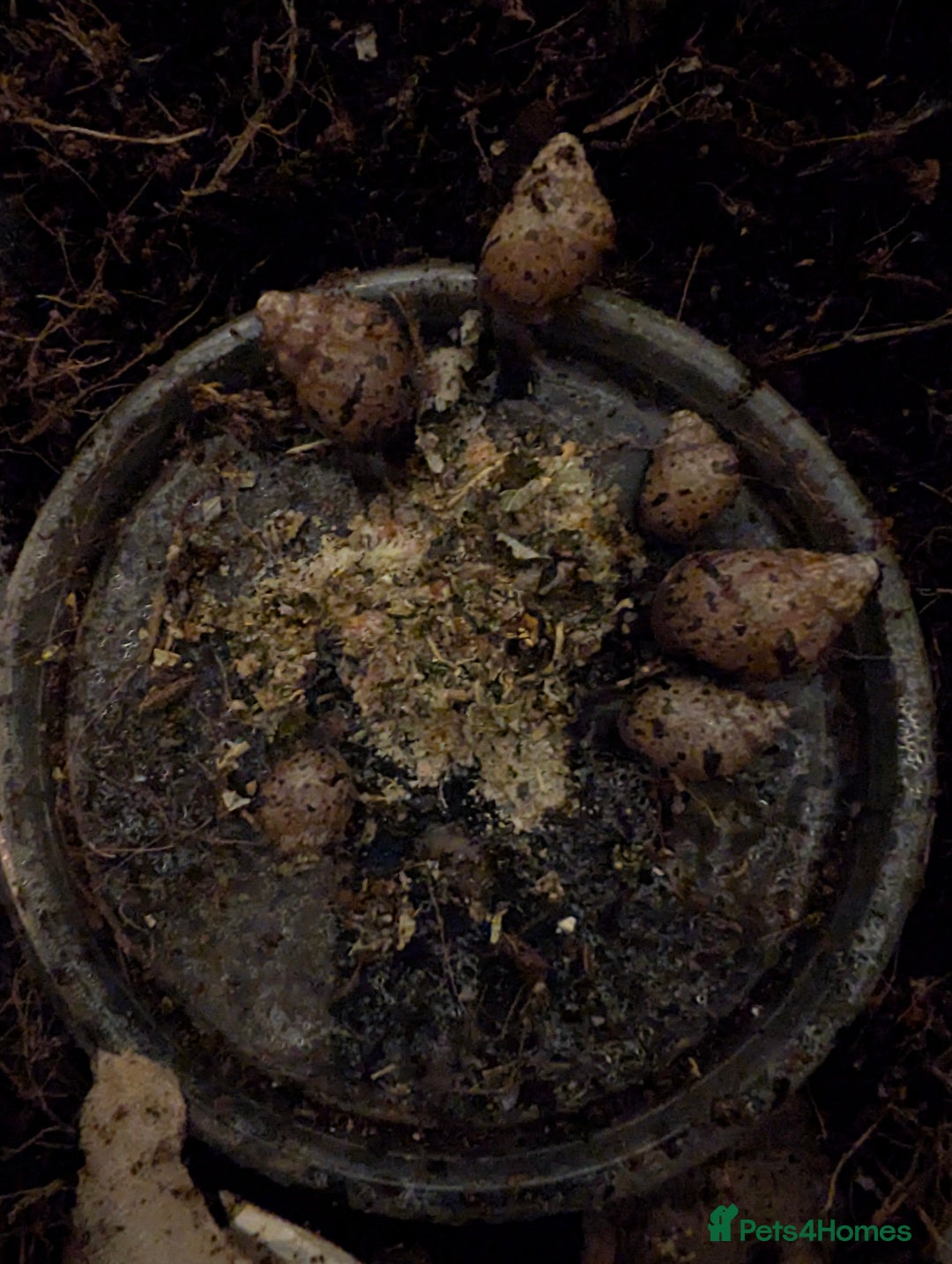 Snails invertebrates for sale: Giant African Land Snails - Image 3